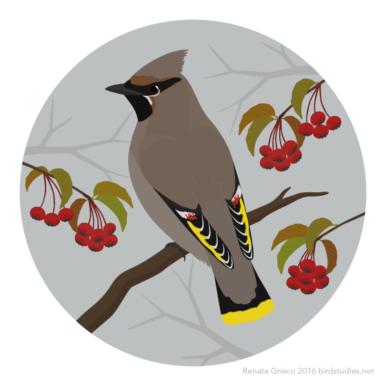 bohemian waxwing and berries