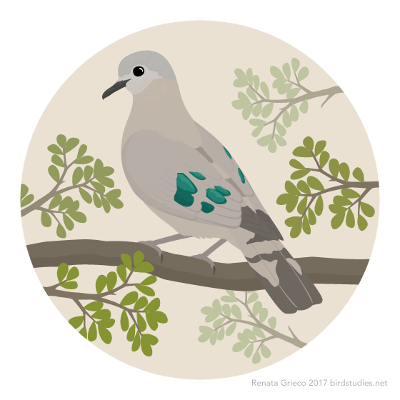 emerald spotted wood dove on branch