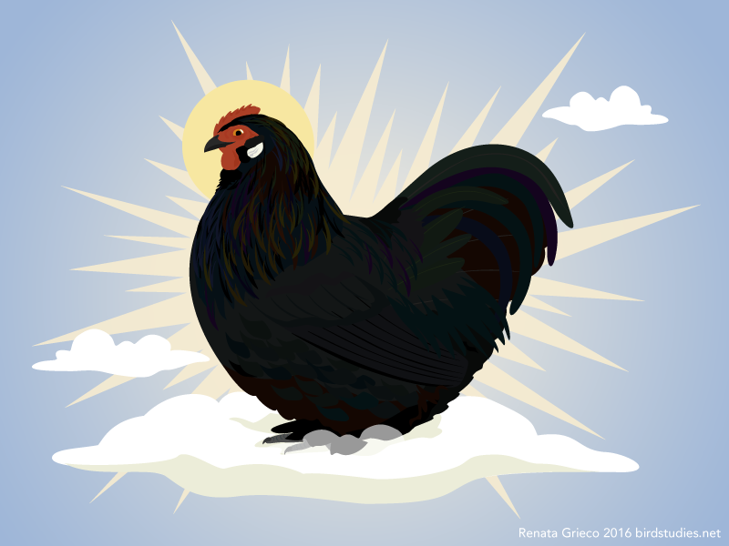 black rooster sitting on cloud