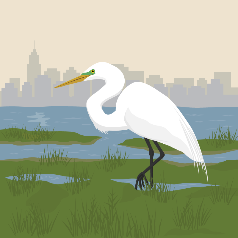 great egret in front of skyline