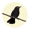 blackbird logo